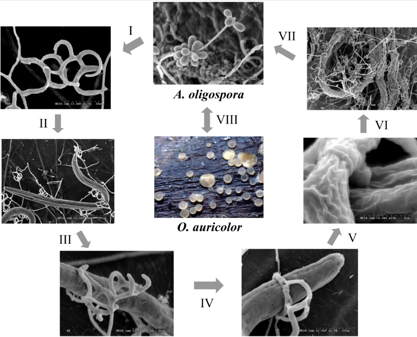 Du mode de vie saprotrophe à la prédation l’adaptation d’Arthrobotrys oligospora