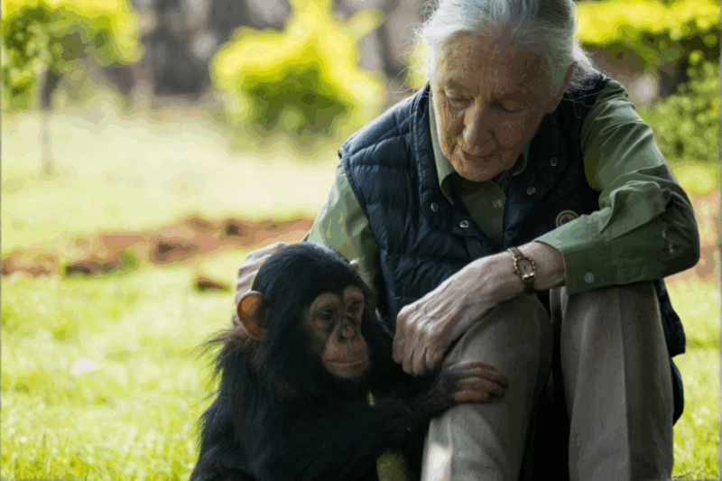 Jane Goodall s’éteint à 91 ans et laisse en héritage une vision nouvelle du lien entre l’Homme et les chimpanzés