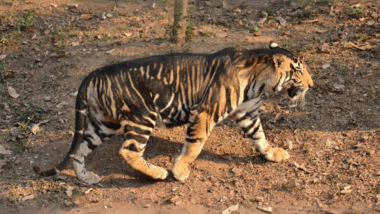 Quand des tigres du Bengale changeaient de couleur et que leur survie semblait compromise