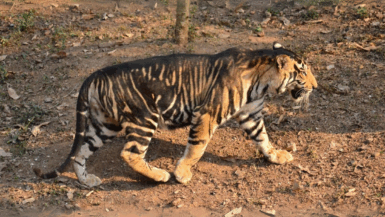 Quand des tigres du Bengale changeaient de couleur et que leur survie semblait compromise