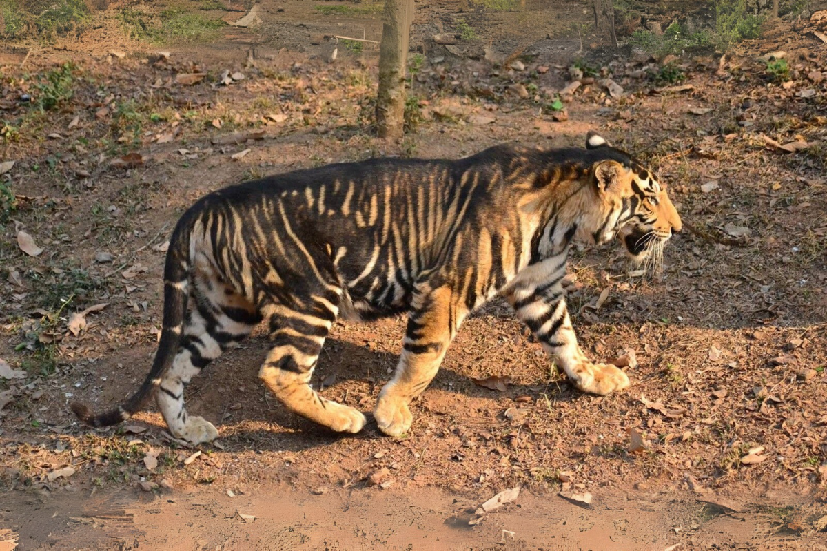 Quand des tigres du Bengale changeaient de couleur et que leur survie semblait compromise