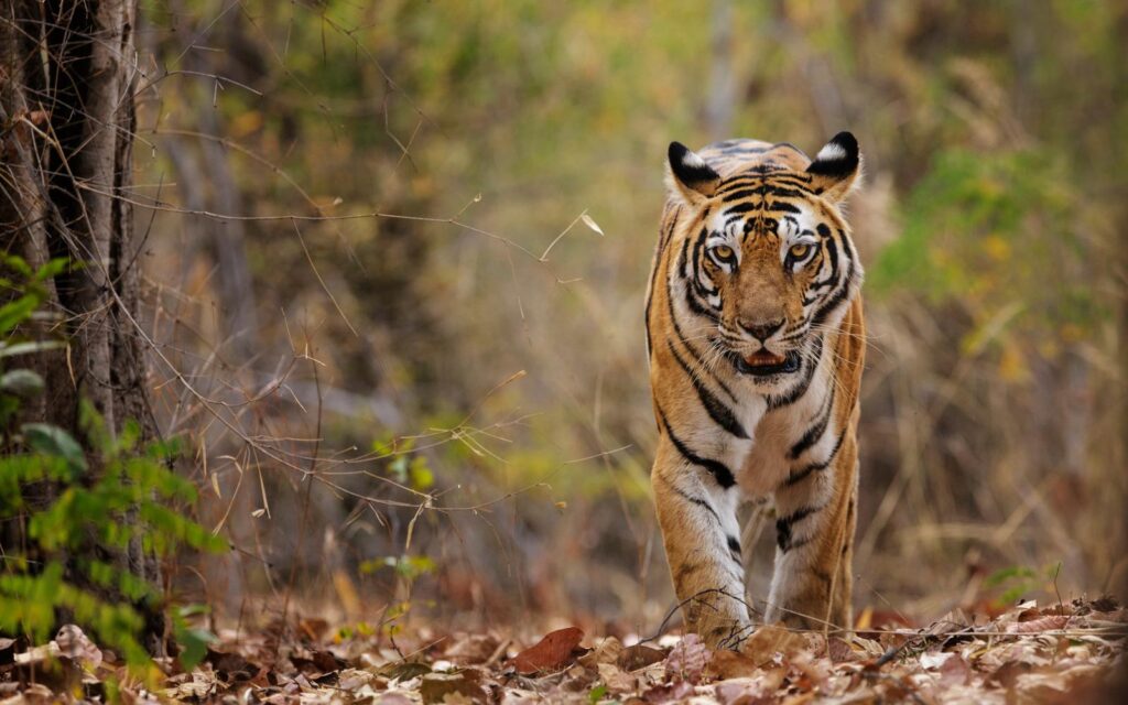Quand les tigres du Bengale changeaient de couleur et que leur survie semblait compromise