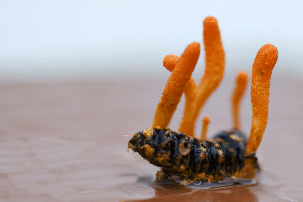 Un champignon capable de contrôler les fourmis intrigue les chercheurs et relance la question d’un danger potentiel pour l’Homme