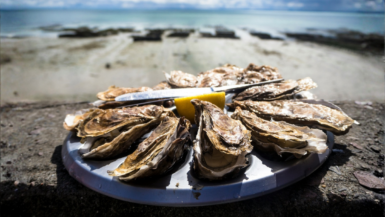 Ce village breton cache un secret gourmand incroyable des huîtres à prix défiant toute concurrence