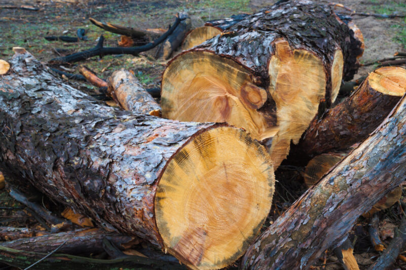 Le bois révèle les colères du soleil avec une précision fascinante et bien inattendue