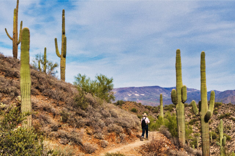 Six randonn&eacute;es en Arizona r&eacute;v&egrave;lent des paysages d&eacute;sertiques &agrave; couper le souffle entre roches et cactus g&eacute;ants